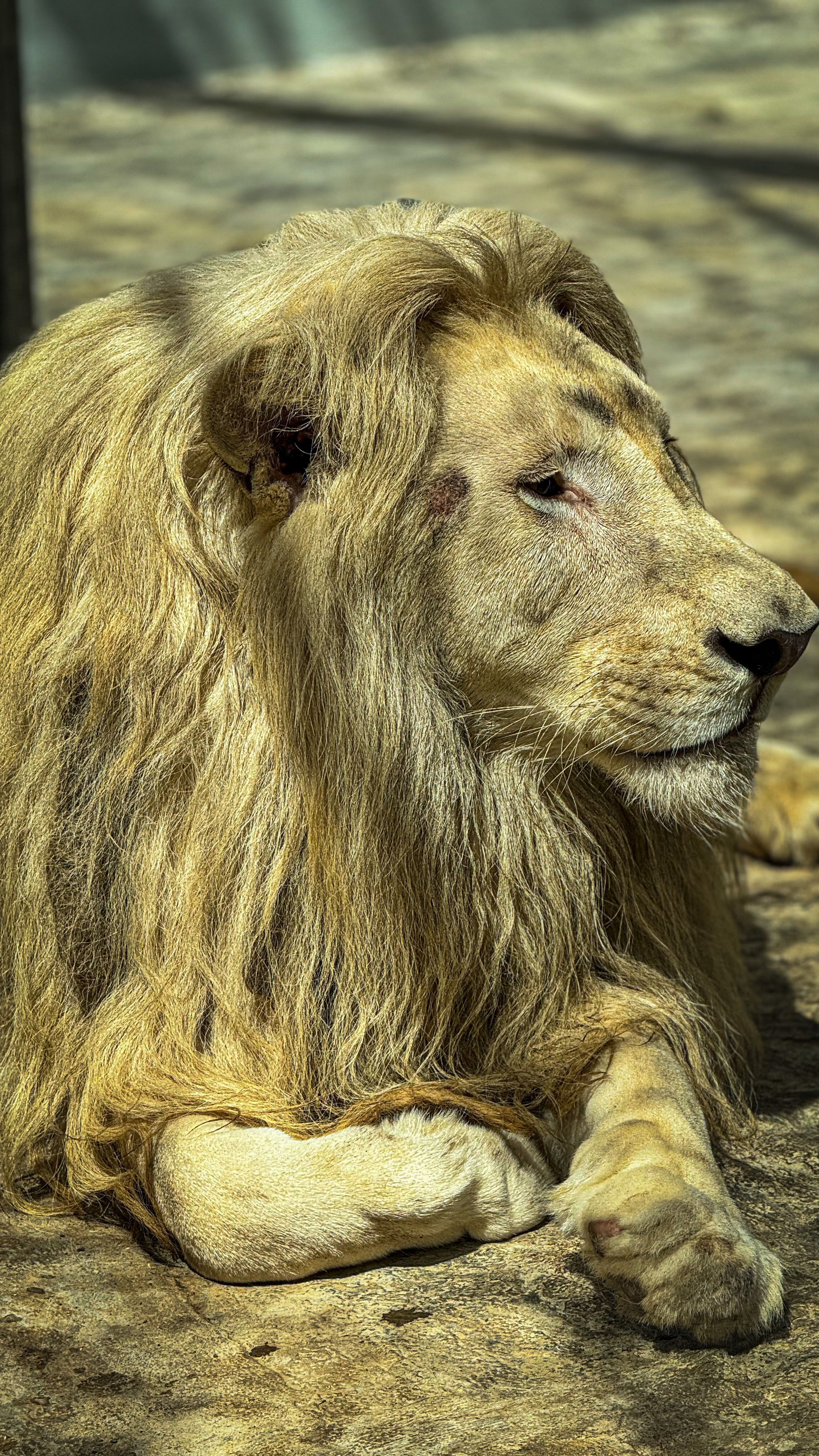 Lion is abandoned after zoo closure, spends six years isolated and loses its roar in South Africa