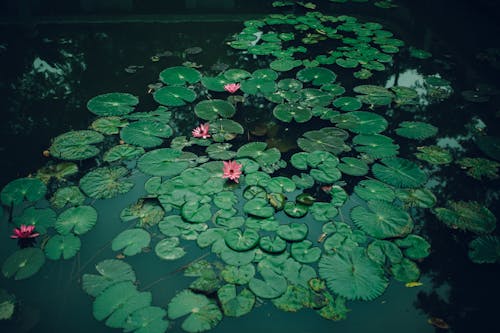 Ingyenes stockfotó a víz színe, botanikus, fényes témában Stockfotó