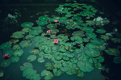 Lily Pads