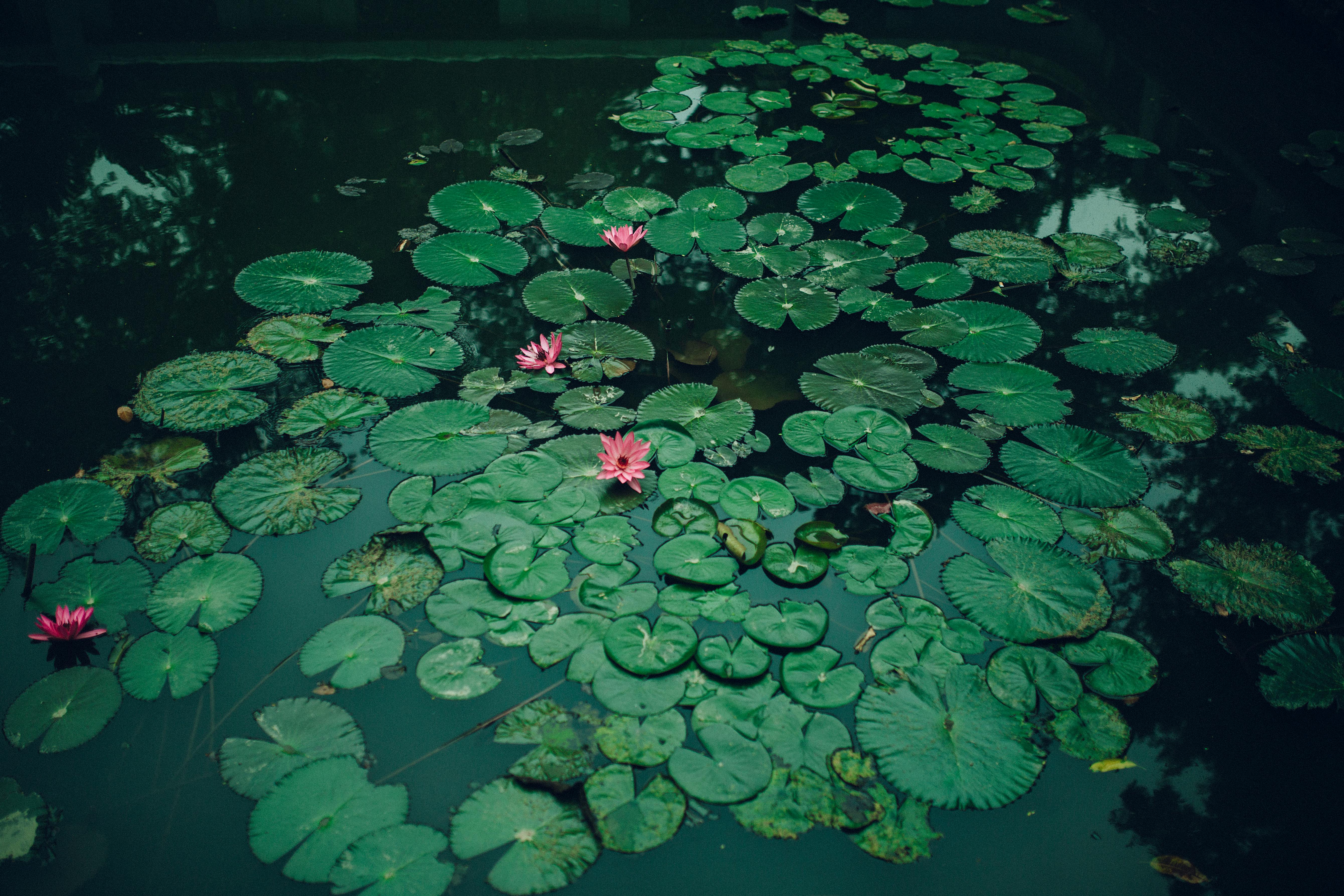 Pond Photos, Download The BEST Free Pond Stock Photos & HD Images