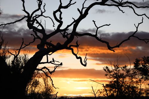 Free Sunset with gnarly tree  Stock Photo