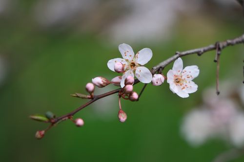 Free Spring blossoms Stock Photo