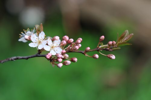 Free Spring blossom branch Stock Photo