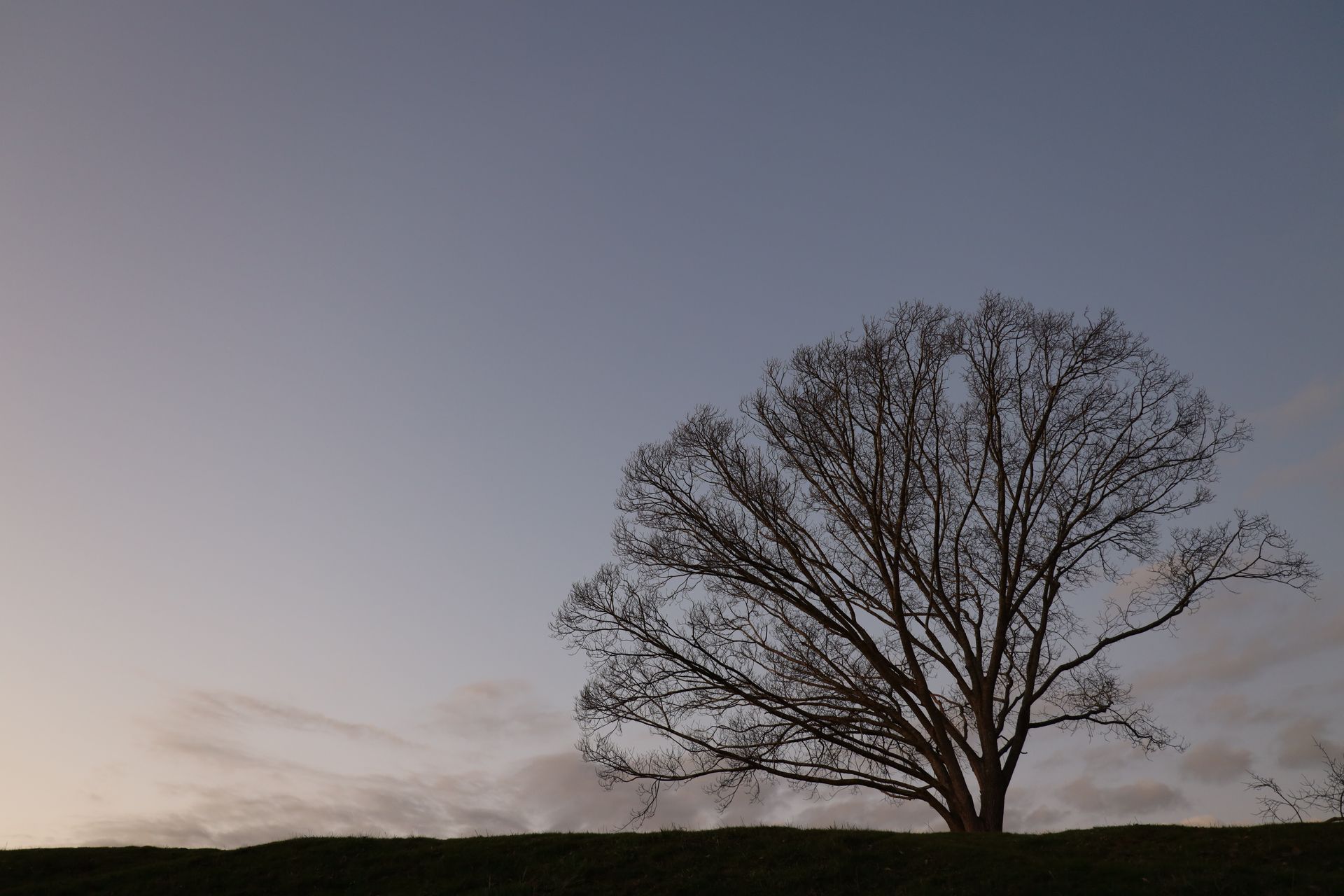 Peaceful winter landscape in Wonga Park, VIC with a majestic tree silhouette at twilight.