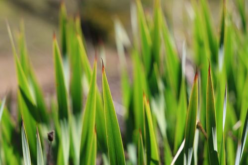 Free Blades of grass Stock Photo