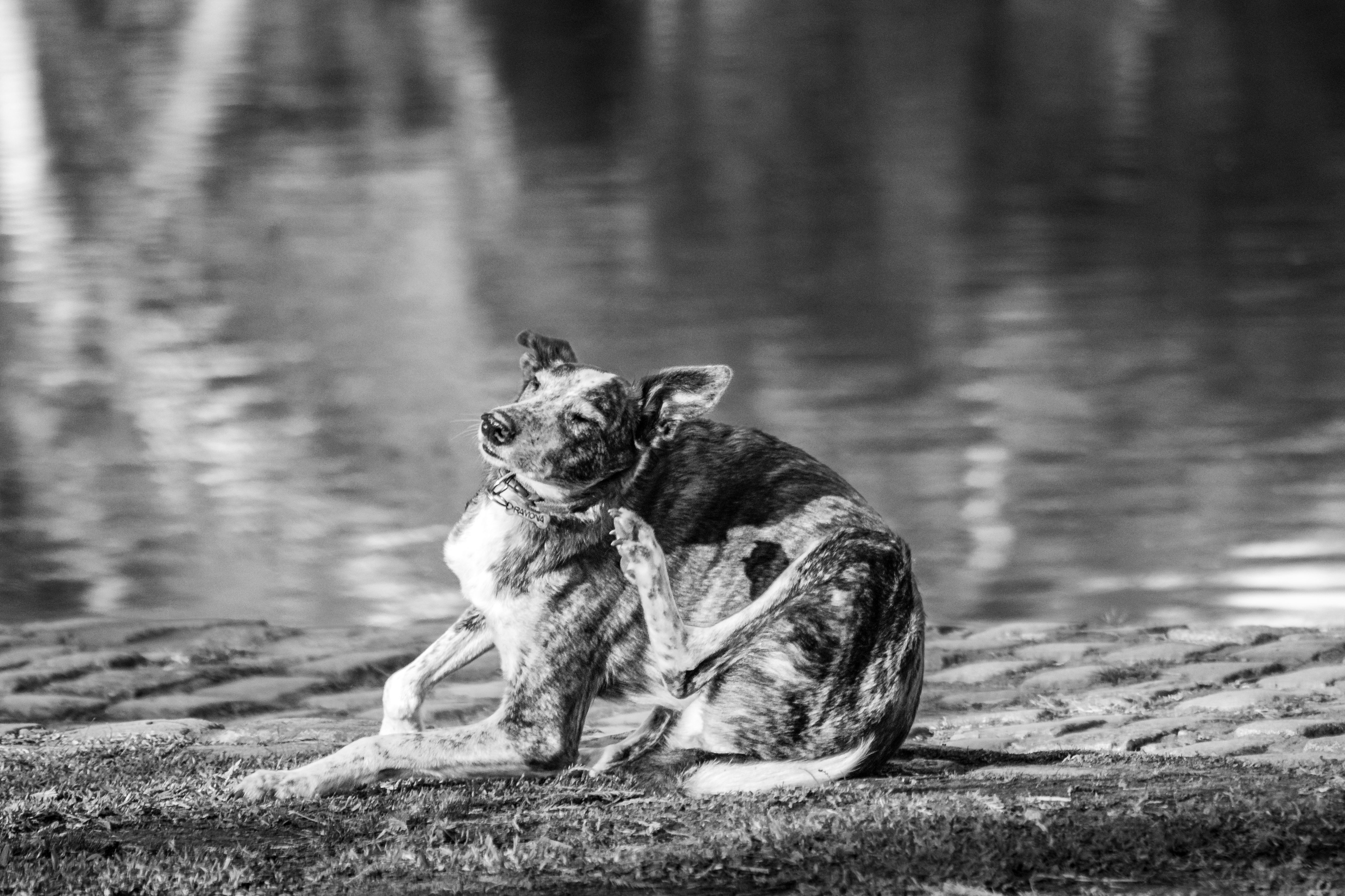 Dog scratching due to allergies
