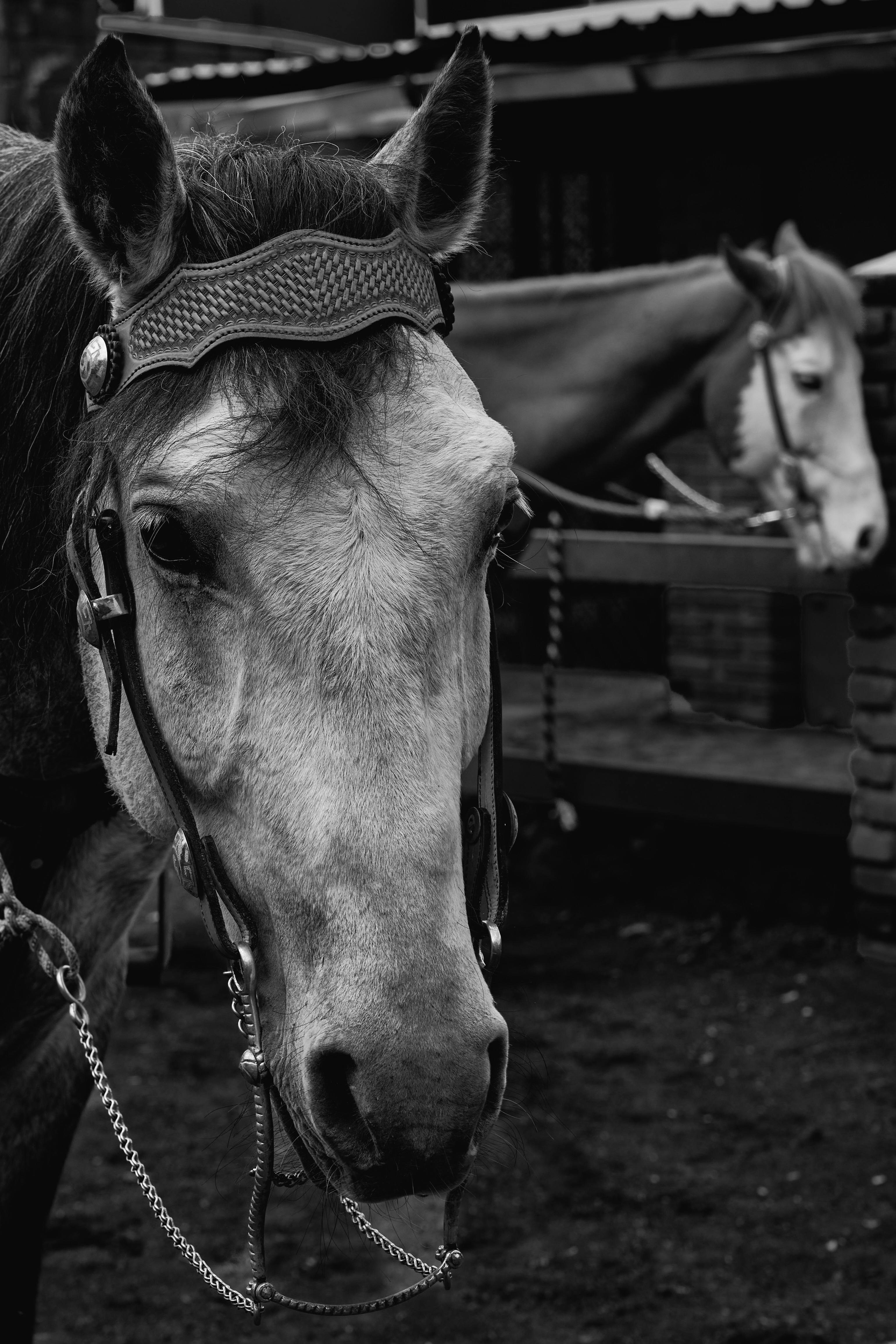 a black and white photo of two horses