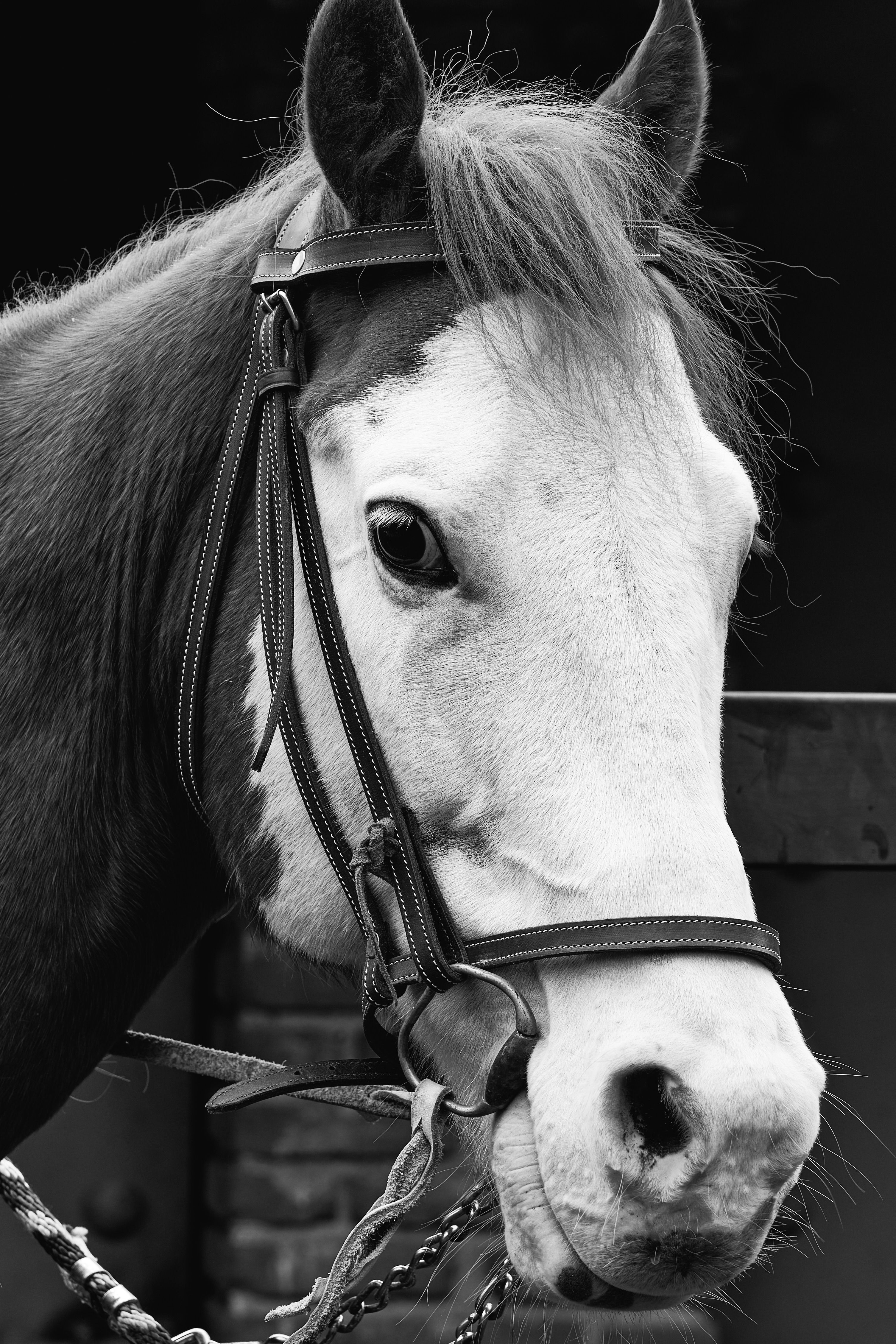 Nightfall, black horse