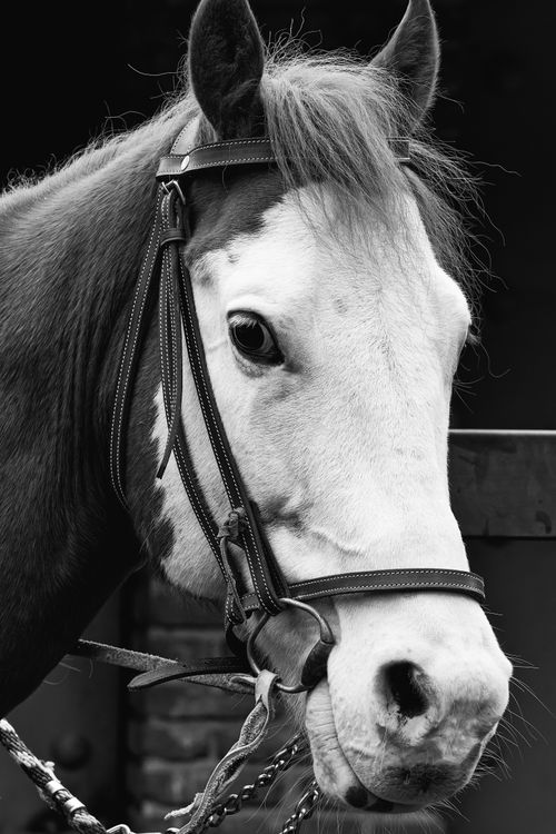 Free Elegant black and white portrait of a horse wearing a bridle, showcasing its expressive face. Stock Photo