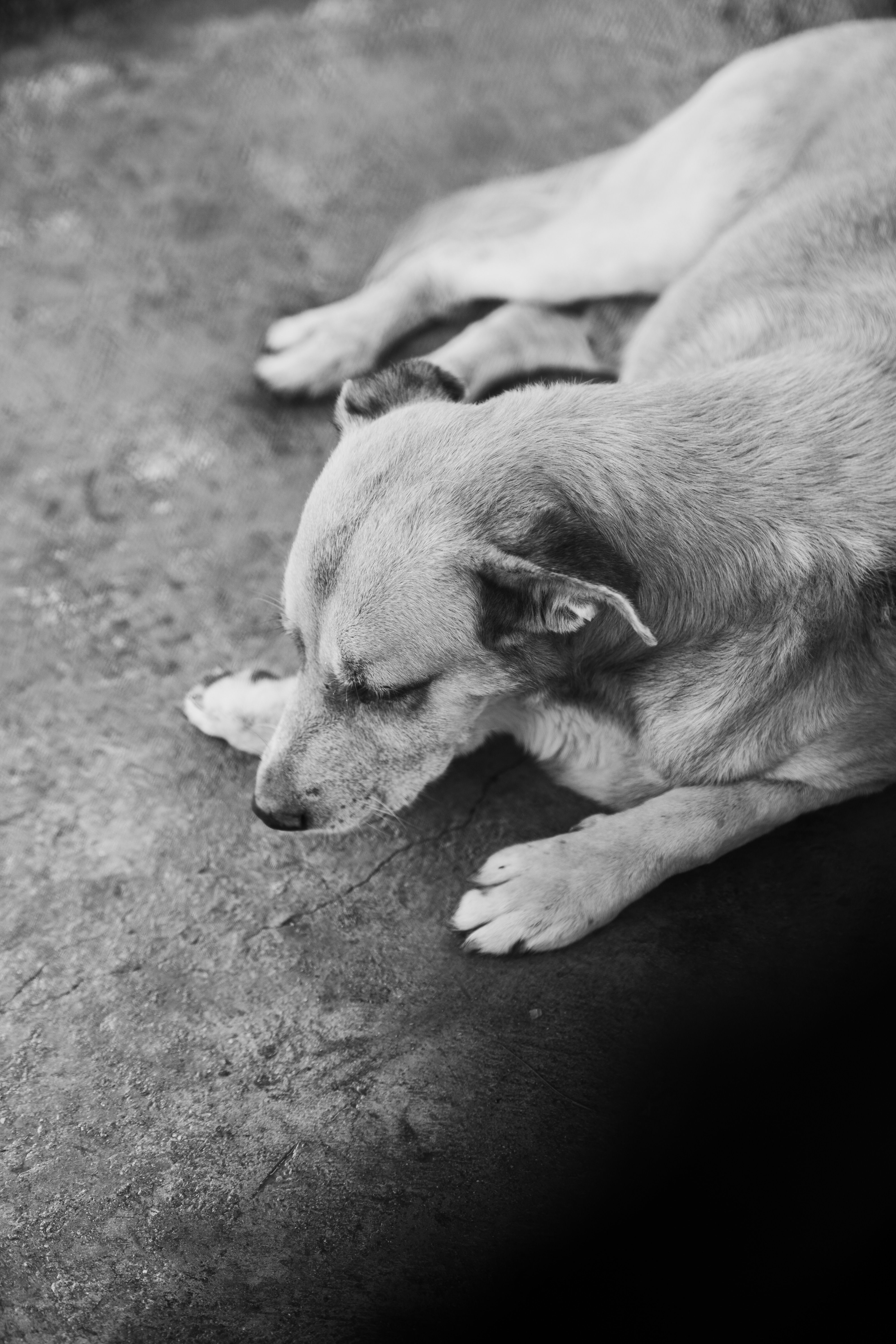 A black and white photo of a dog laying down · Free Stock Photo