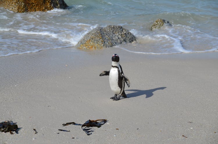 Funny Adorable Penguin On Sandy Coast