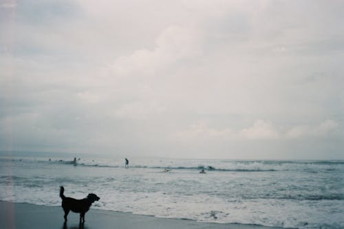 Immagine gratuita di 35mm, cane, fotografia cinematografica