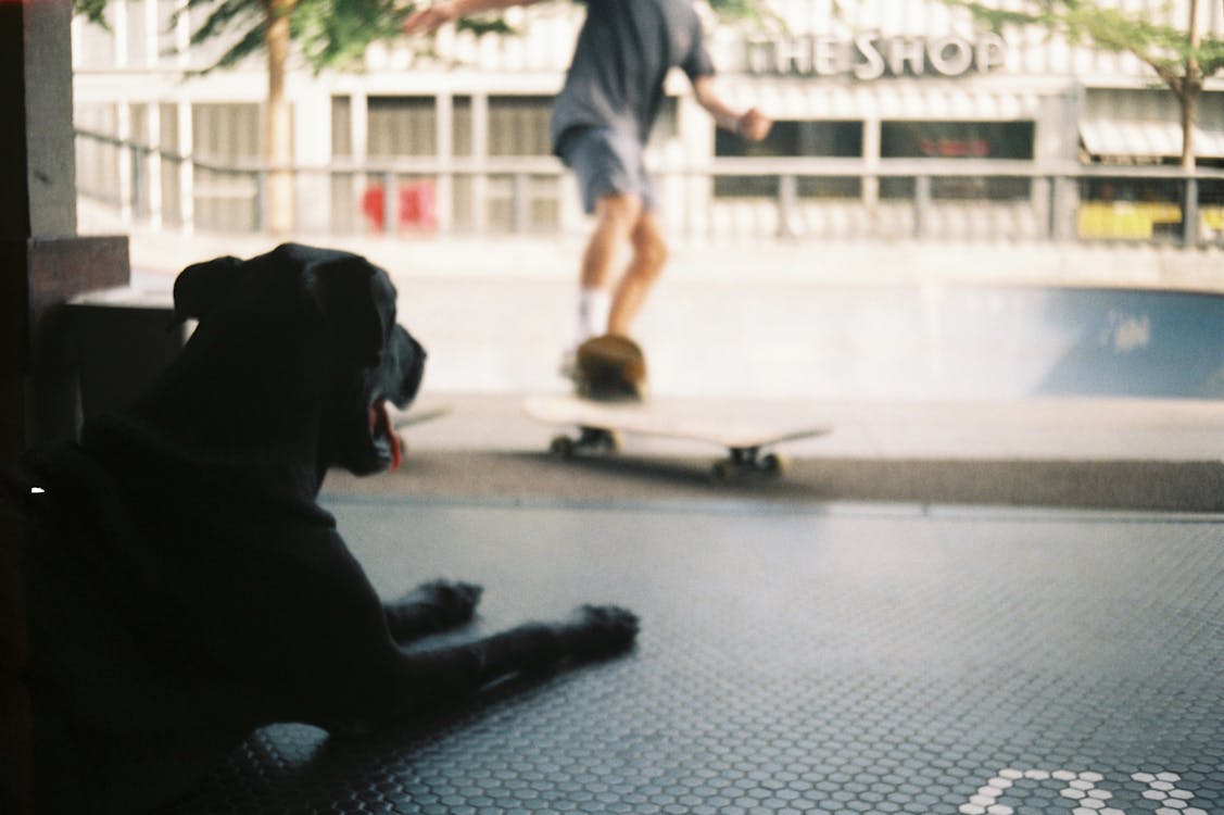 Free stock photo of 35mm, dog, film photography