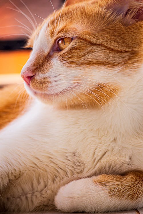 Gratis lagerfoto af kat, katteansigt, orange kat