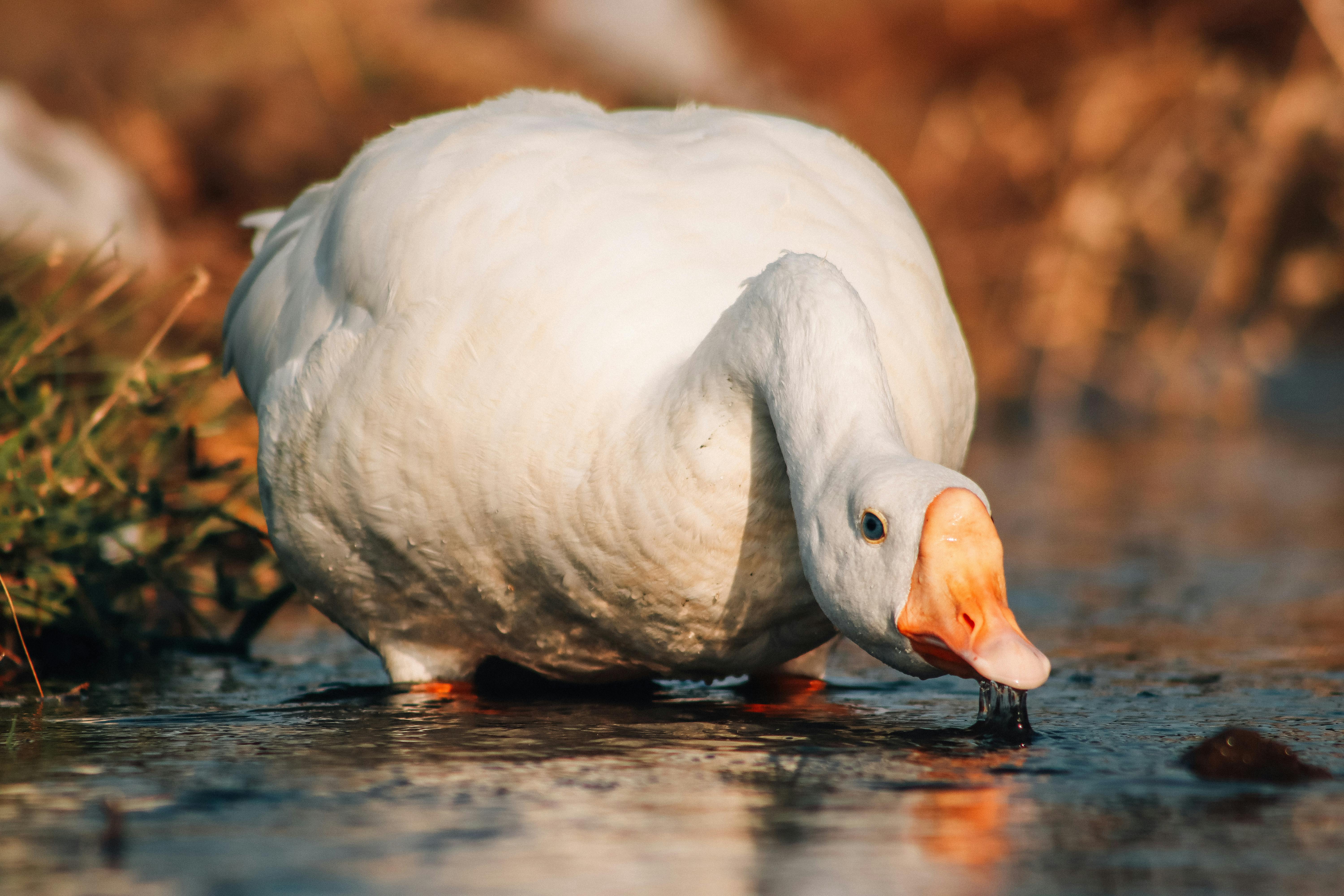 a white goose is drinking water from a stream