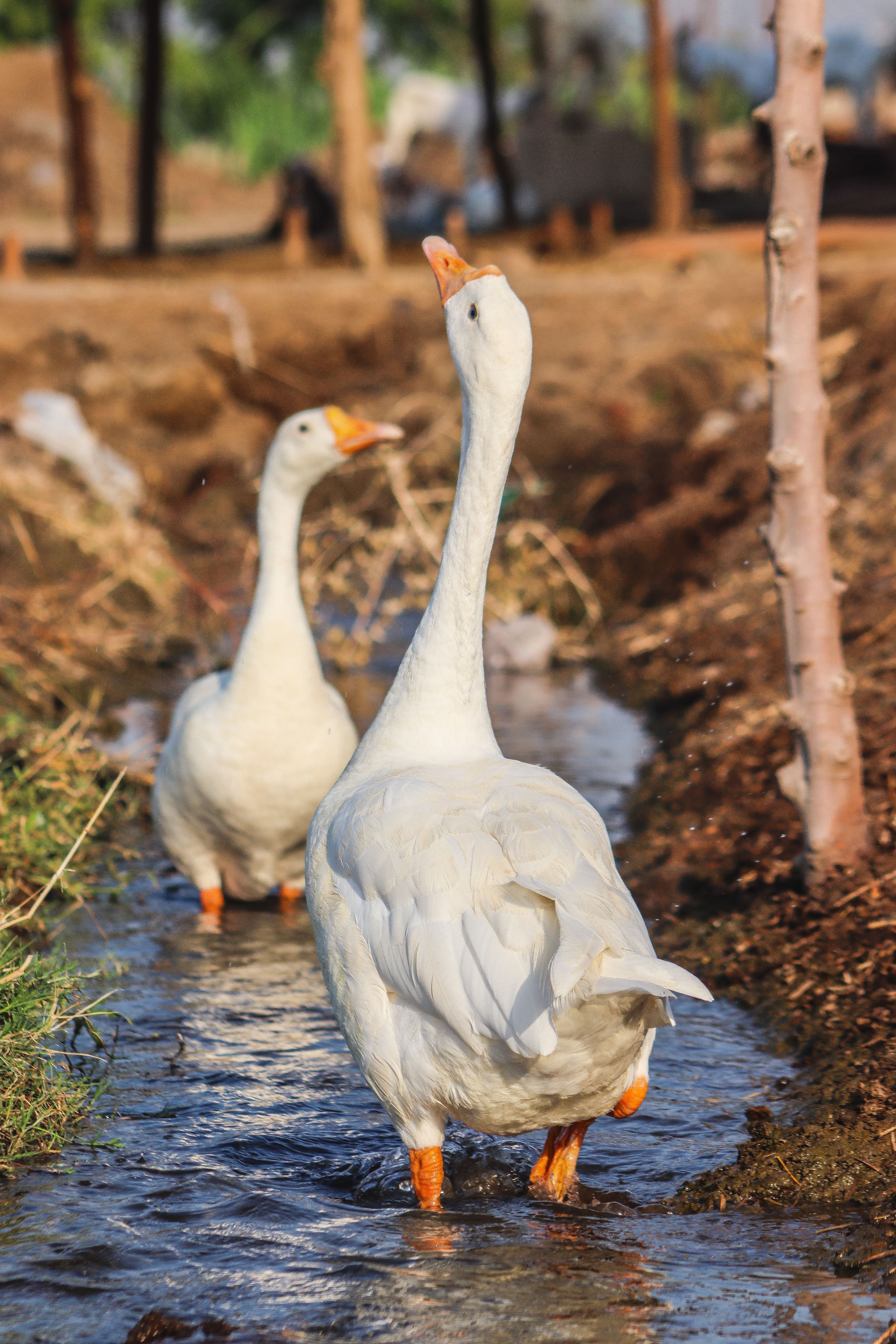 Two Geese in Water · Free Stock Photo