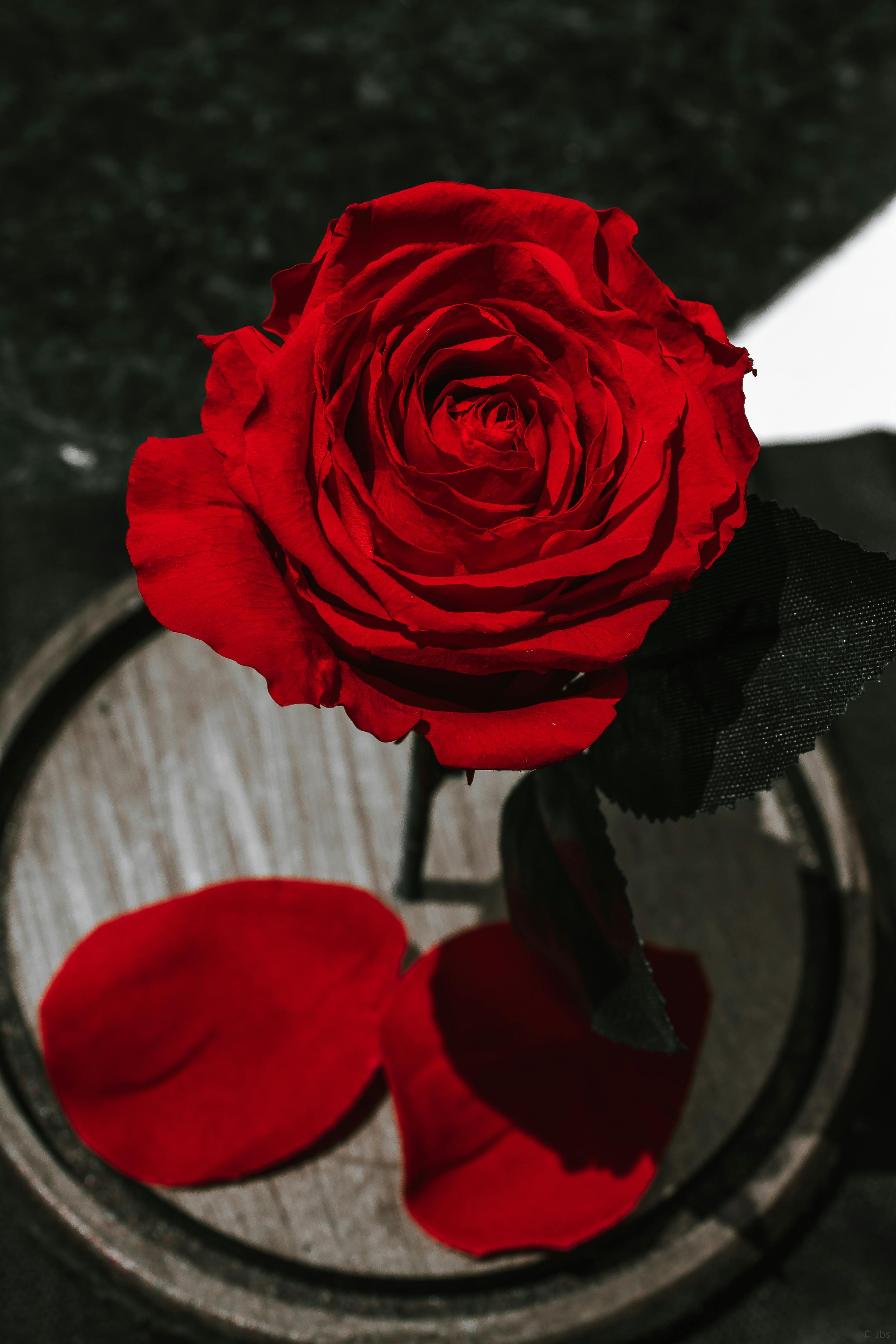 Gratis Foto stok gratis akrab, alam, bagian tengah Foto Stok