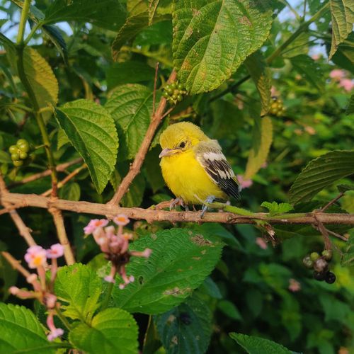 Free Close-up of a bright yellow bird on a branch with lush greenery and flowers around. Stock Photo
