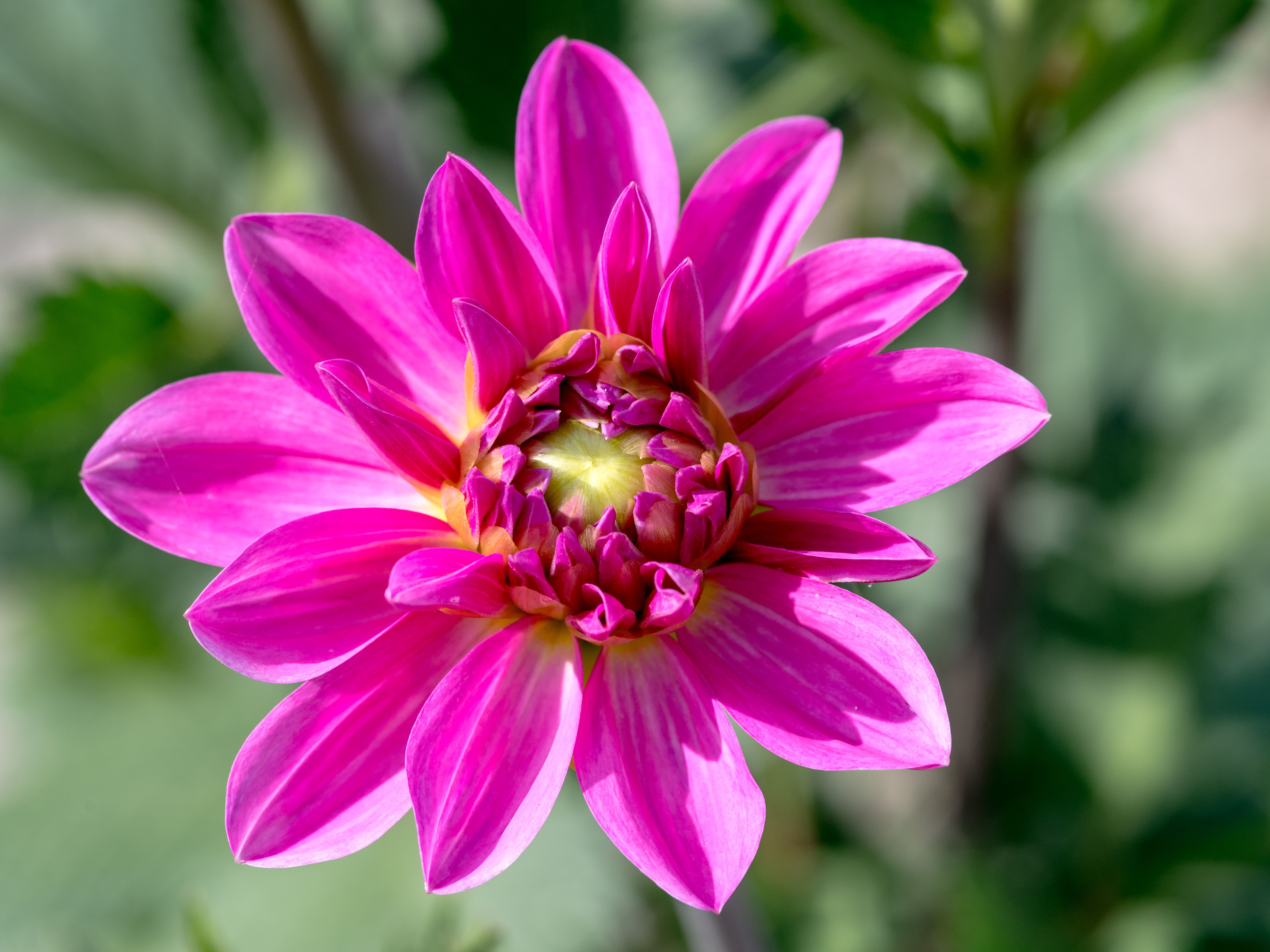 Fotomural Primer plano de una vibrante flor de dalia rosa en plena floración, destacando sus delicados pétalos en un jardín de verano.