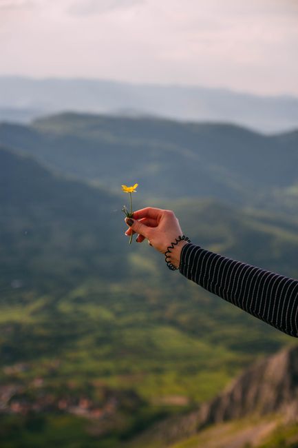 A hand elegantly holding a yellow flower with a scenic mountain backdrop in Rimetea, Romania.