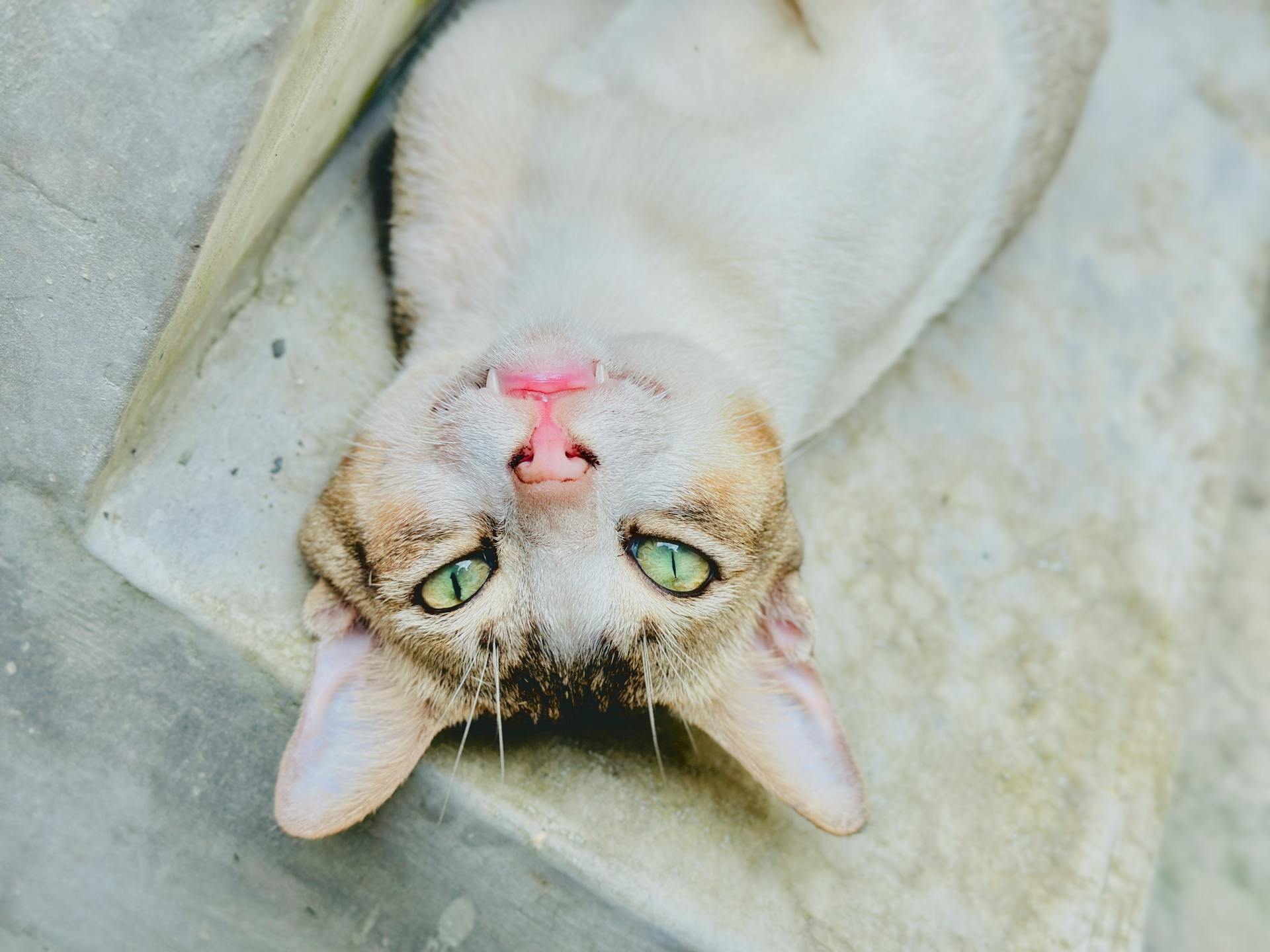 A cute domestic cat lying upside down with striking green eyes, showcasing its playful nature.