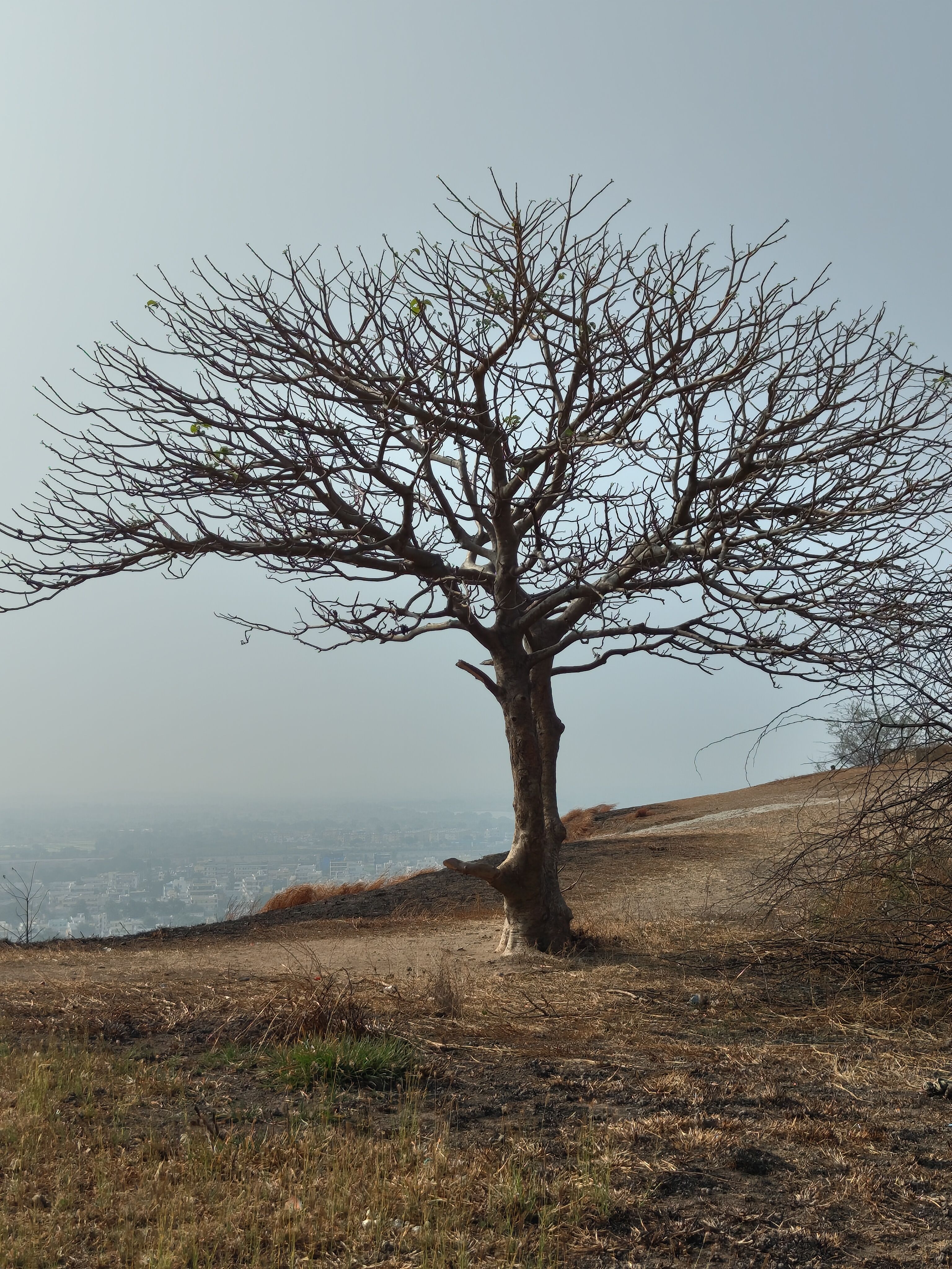 Hillside overlooking the city, similar to Vetal Tekdi, Pune