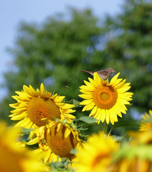 花, 蜜蜂, 鳥 的 免费素材图片