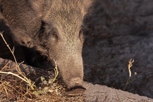Wild boar foraging in natural habitat in Bornova, İzmir, Türkiye.
