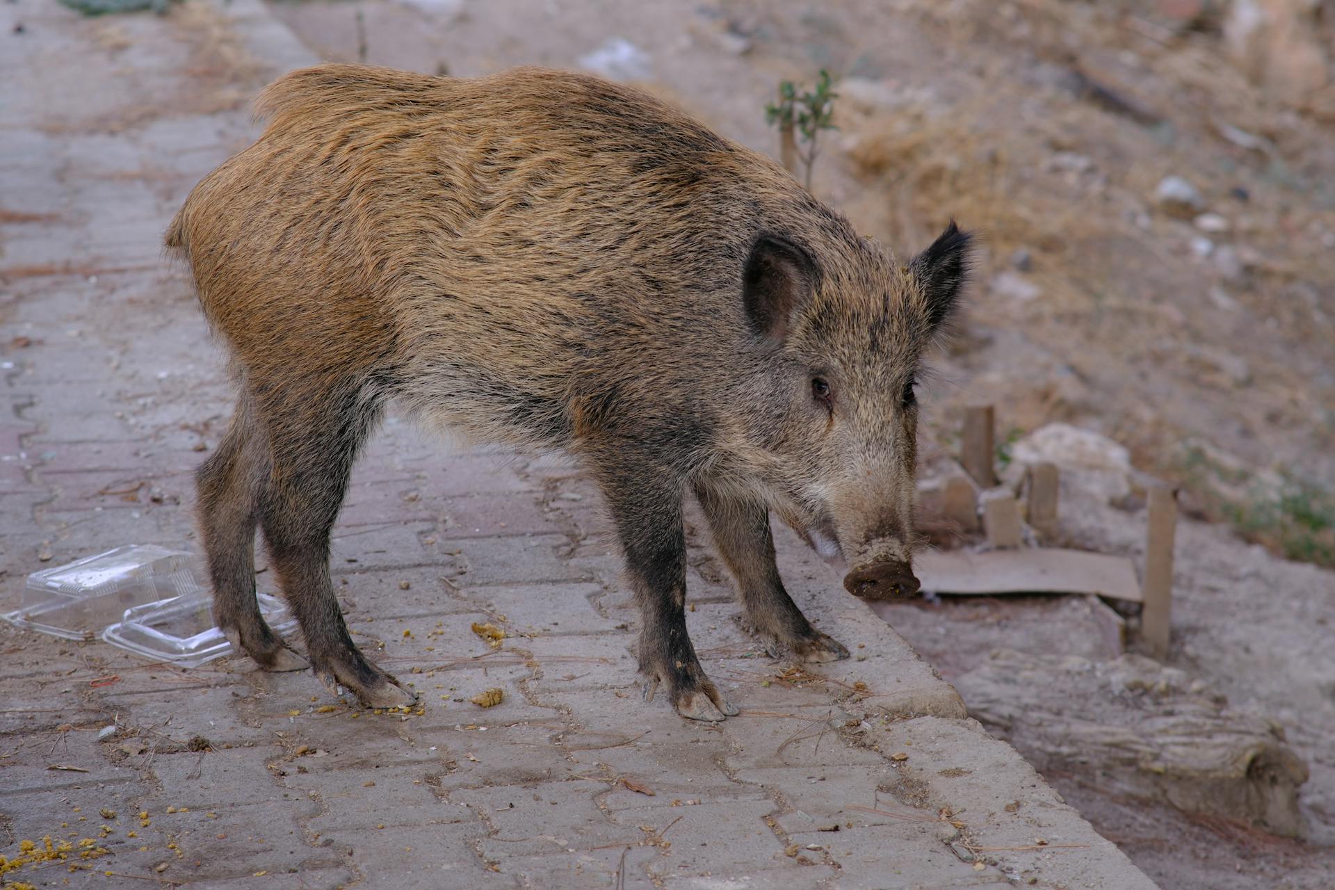 A boar is walking on a sidewalk near a building