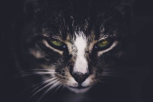 免费 黑白猫脸照片 素材图片