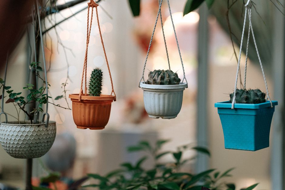 Hangplantarrangementen zweven boven eettafel. Hangplantarrangementen zweven boven eettafel.
