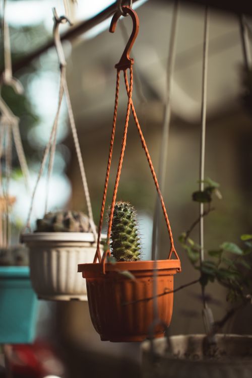 Hanging Cactus in Orange Planter Outdoors  Free Stock Photo