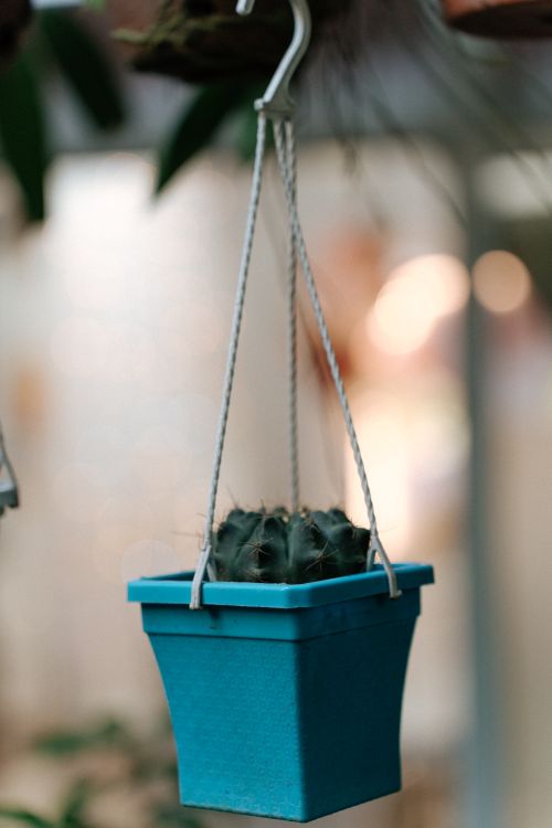 Free A stylish hanging cactus in a turquoise pot, perfect for modern home decoration and indoor gardening. Stock Photo