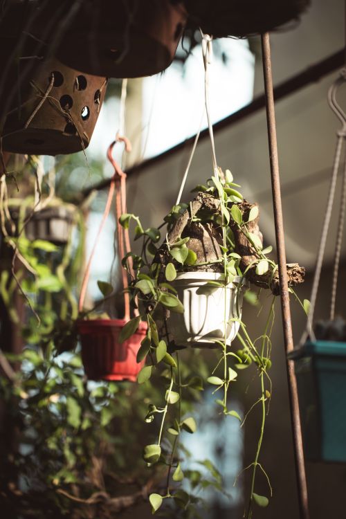 Free Hanging pots with cascading greenery in a sunlit greenhouse create a relaxed ambiance. Stock Photo