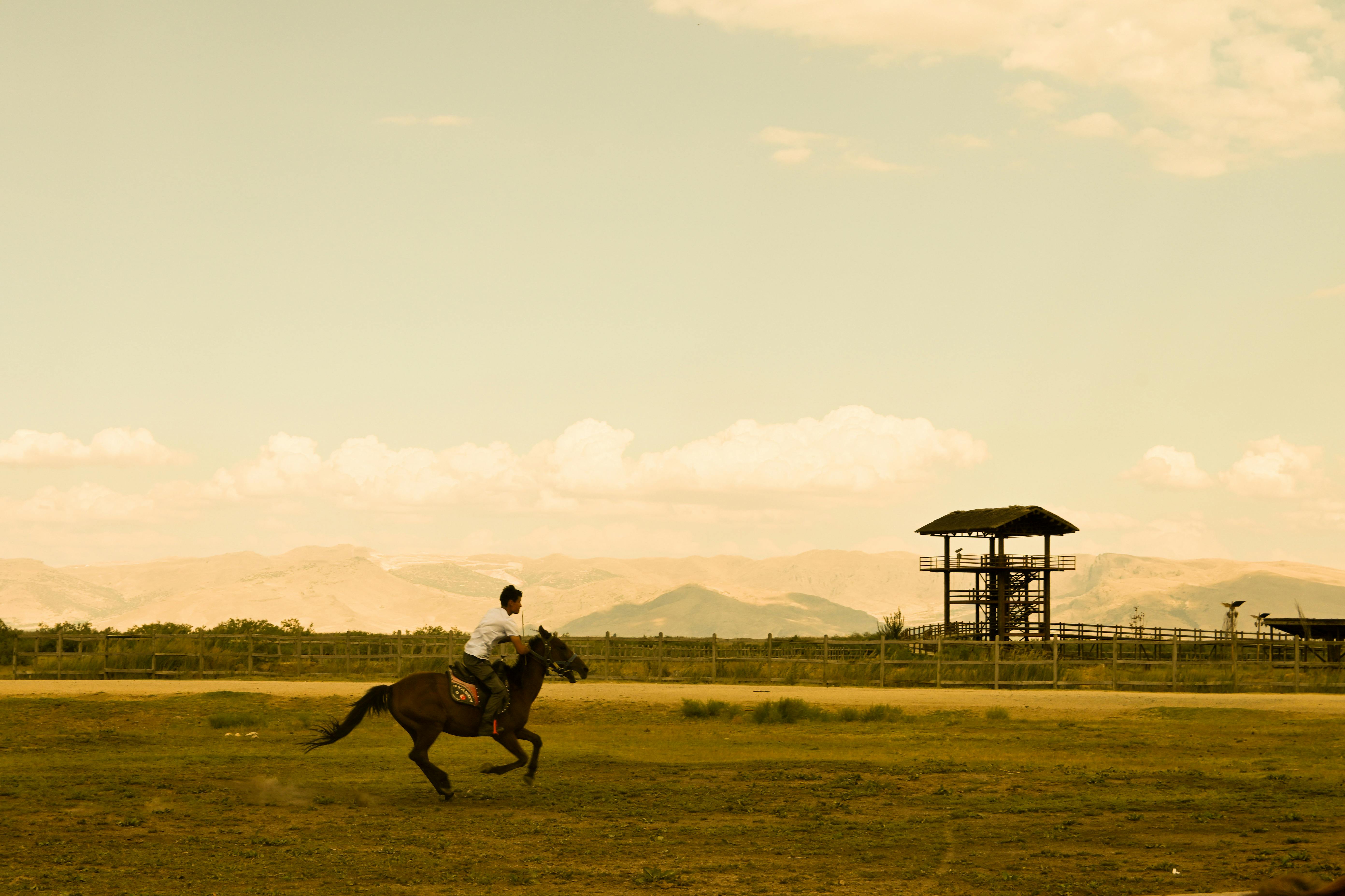 a person riding a horse in a field