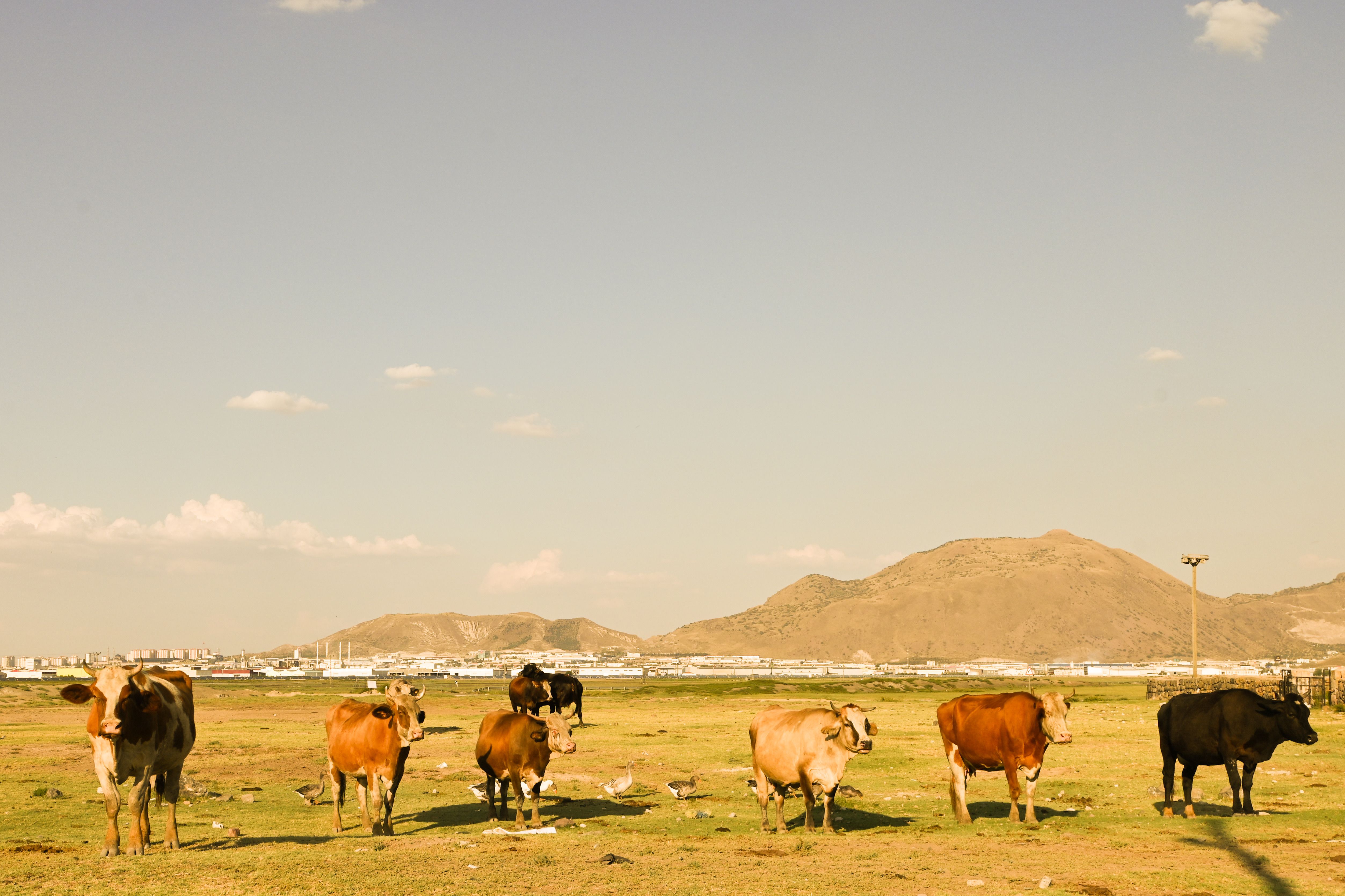 A group of cows standing in a field · Free Stock Photo