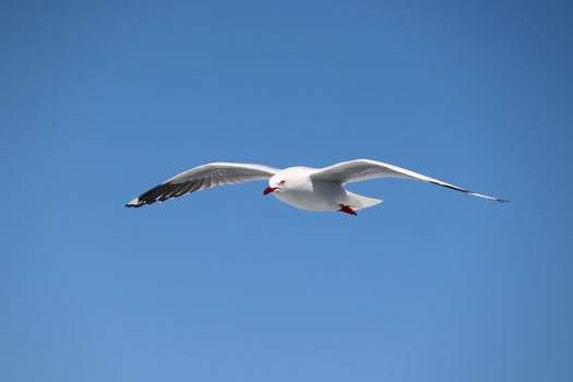 A close-up shot of a seagull in flight, gracefully soaring against a clear blue sky.
