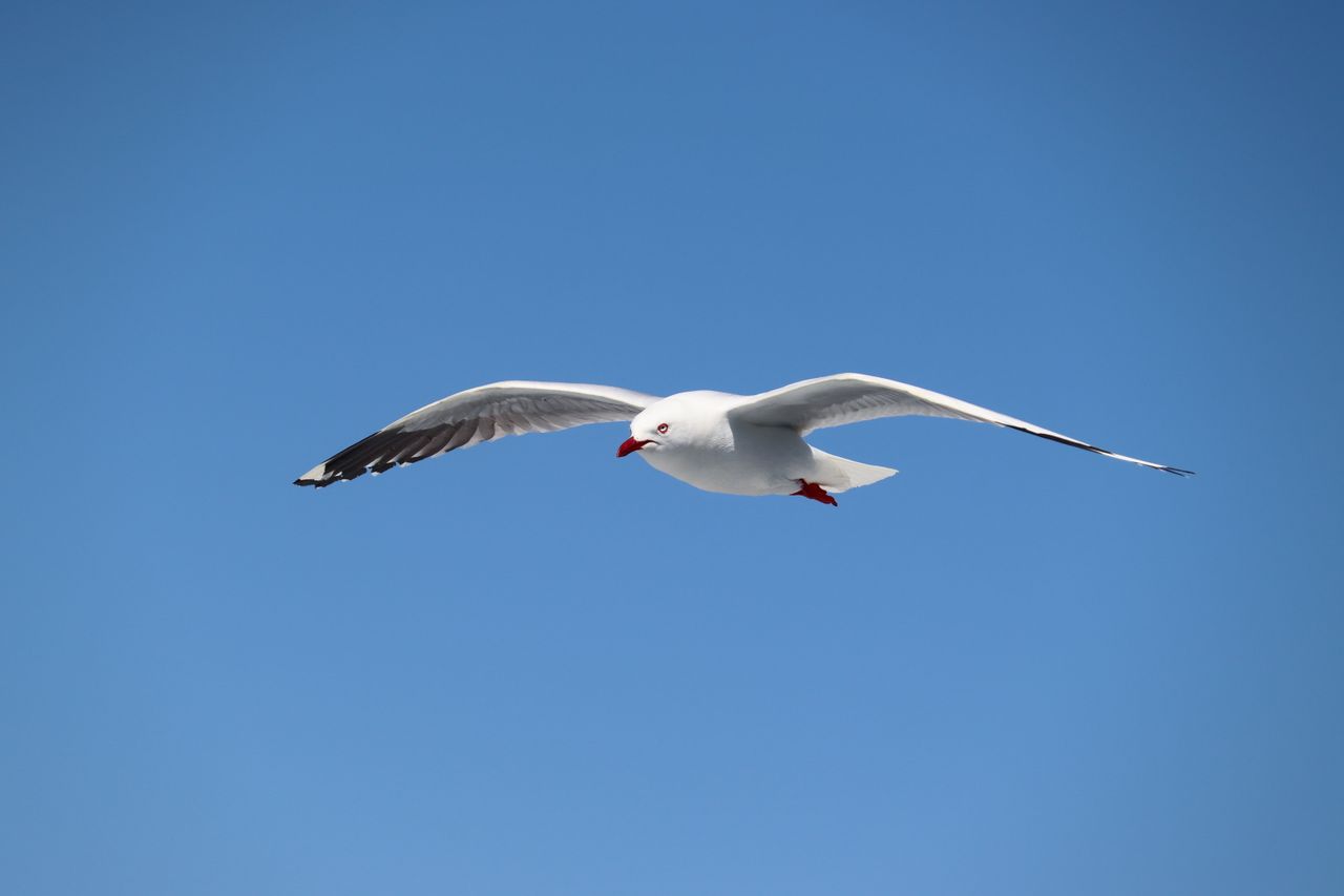 a close up shot of a seagull in flight gracefully soaring against a cl