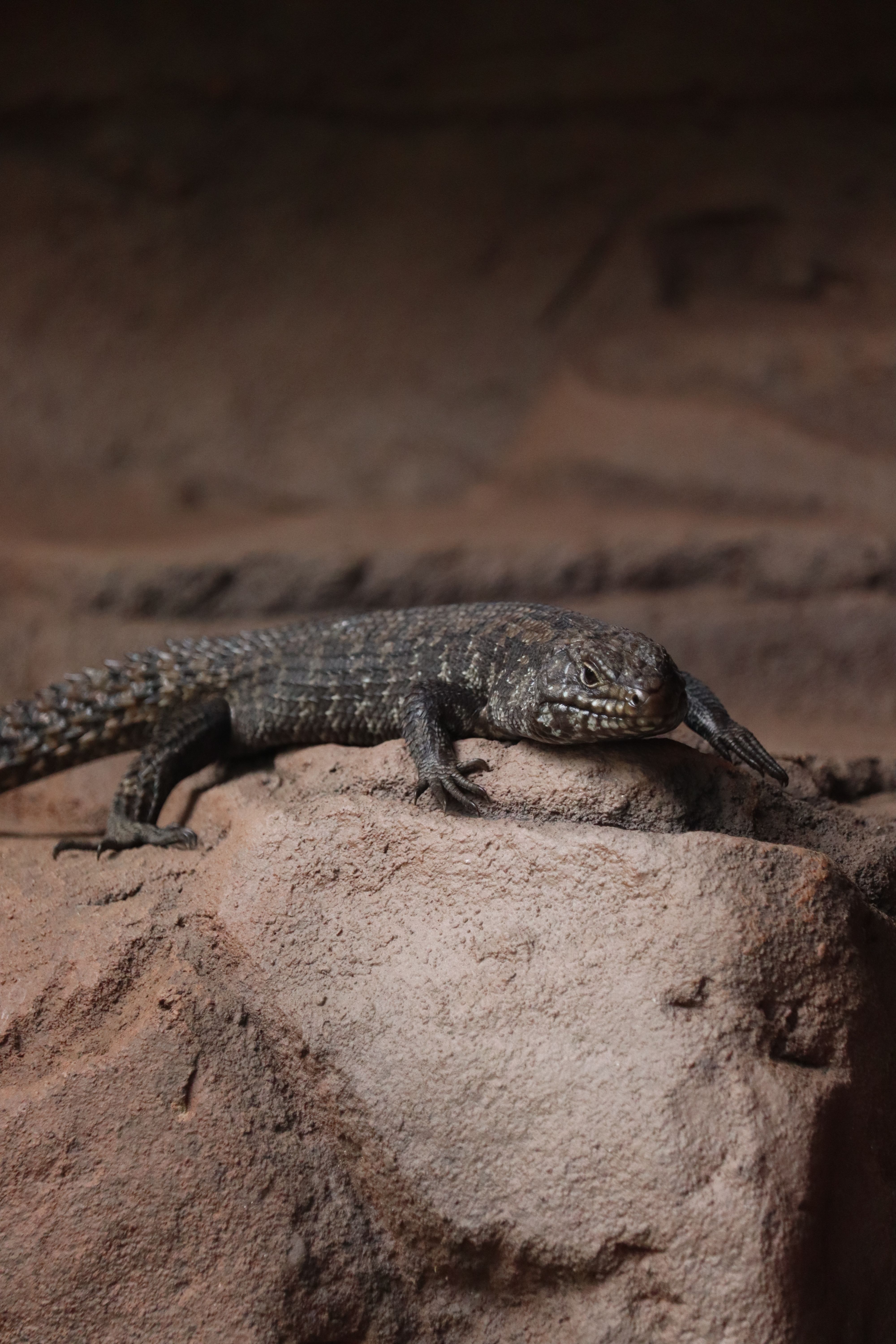 Lizard Resting on Rock · Free Stock Photo