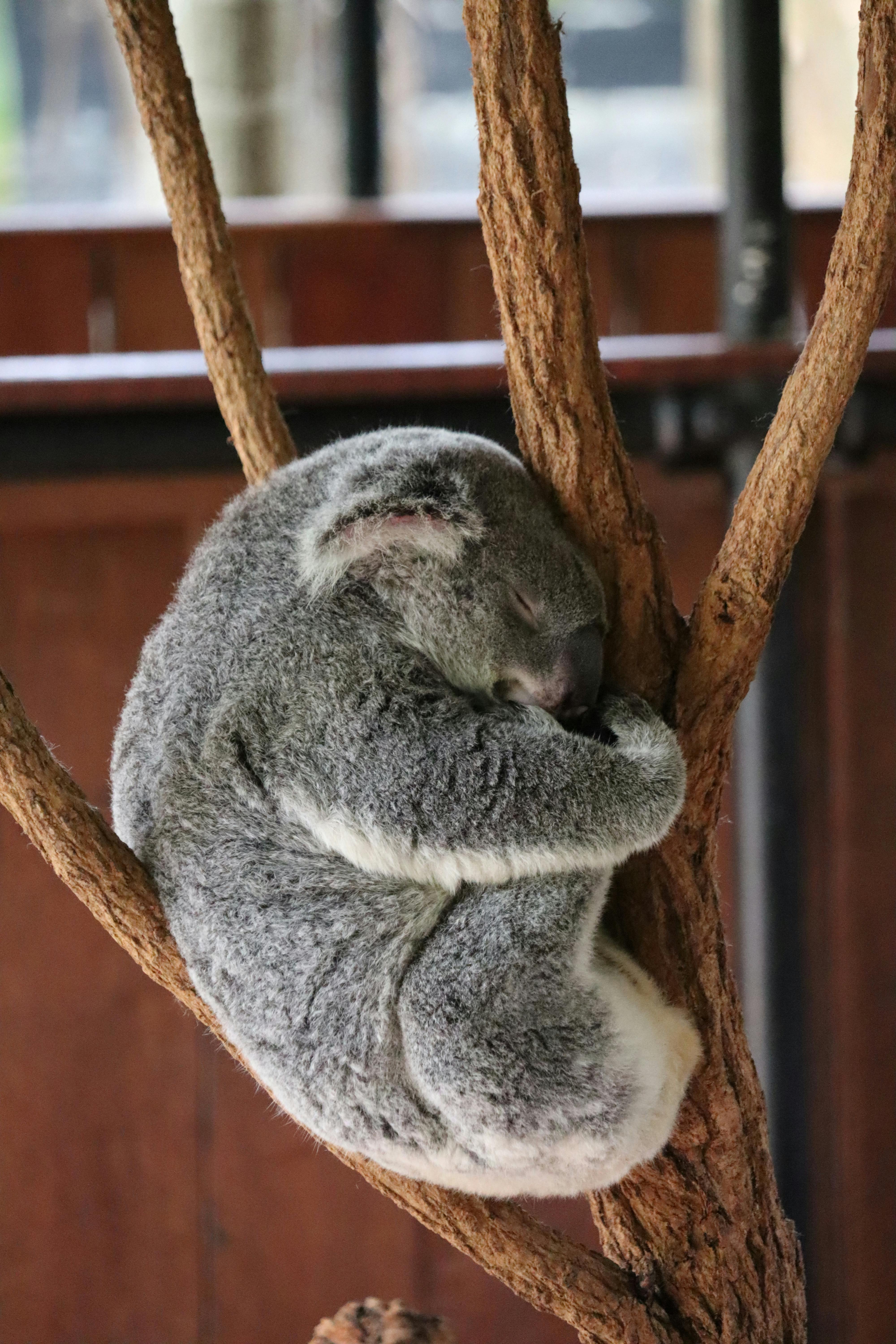 Adorable koala bear sleeping peacefully on a tree in a zoo setting.
