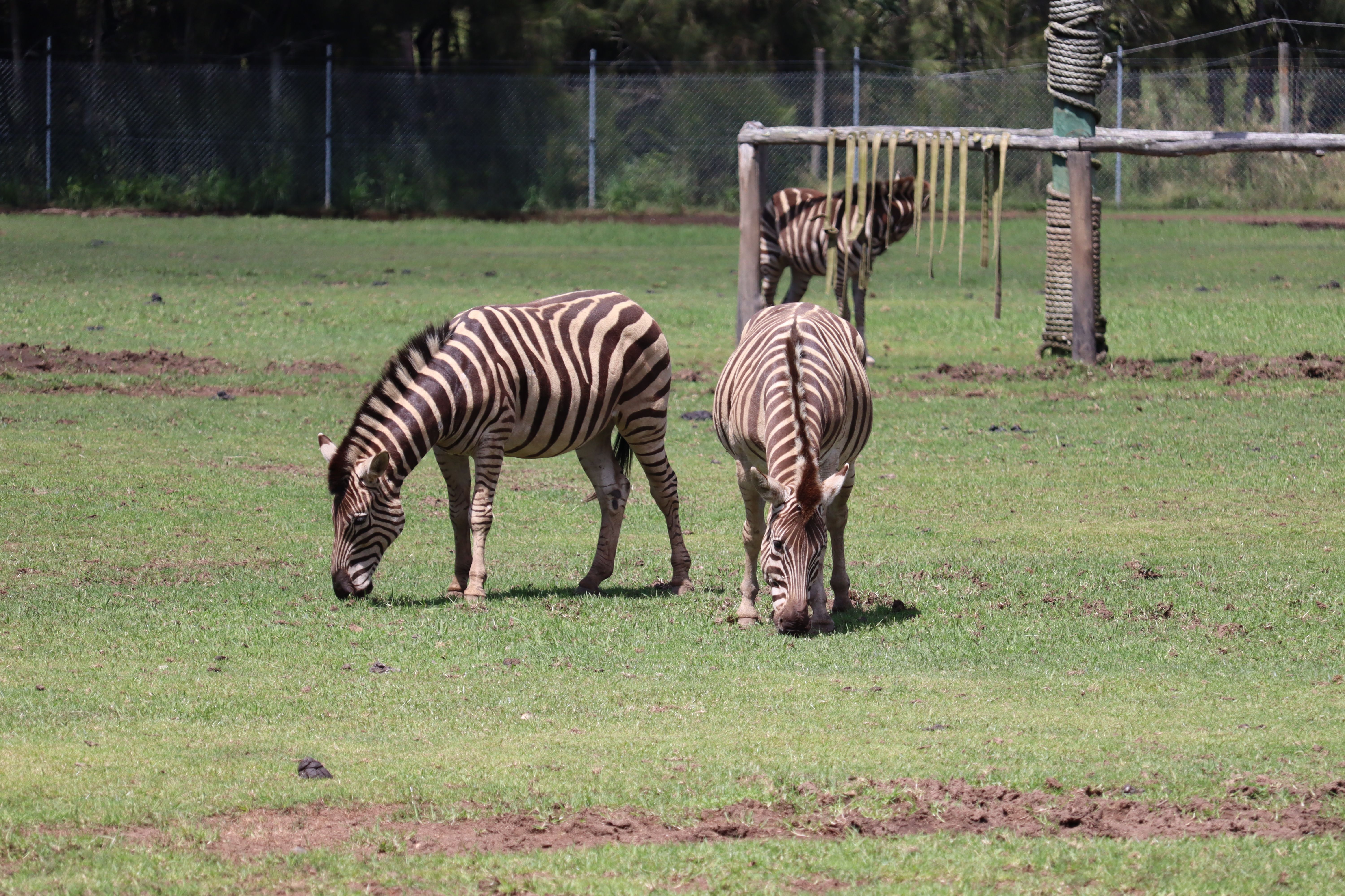 Zebras grazing peacefully in a safari park with a lush green landscape.