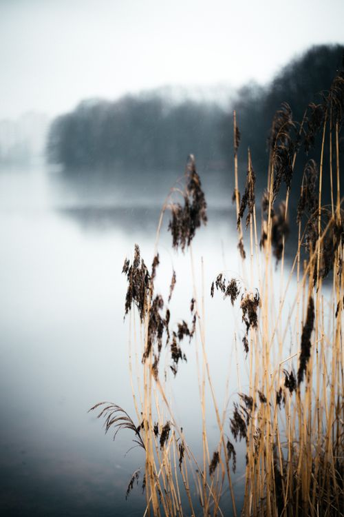 Lake With Reeds A lake with reeds in the fog · Free Stock Photo