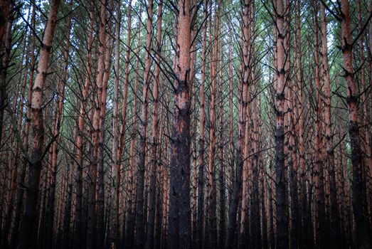 Captivating view of a dense pine forest with tall tree trunks in autumn, conveying a mysterious mood.