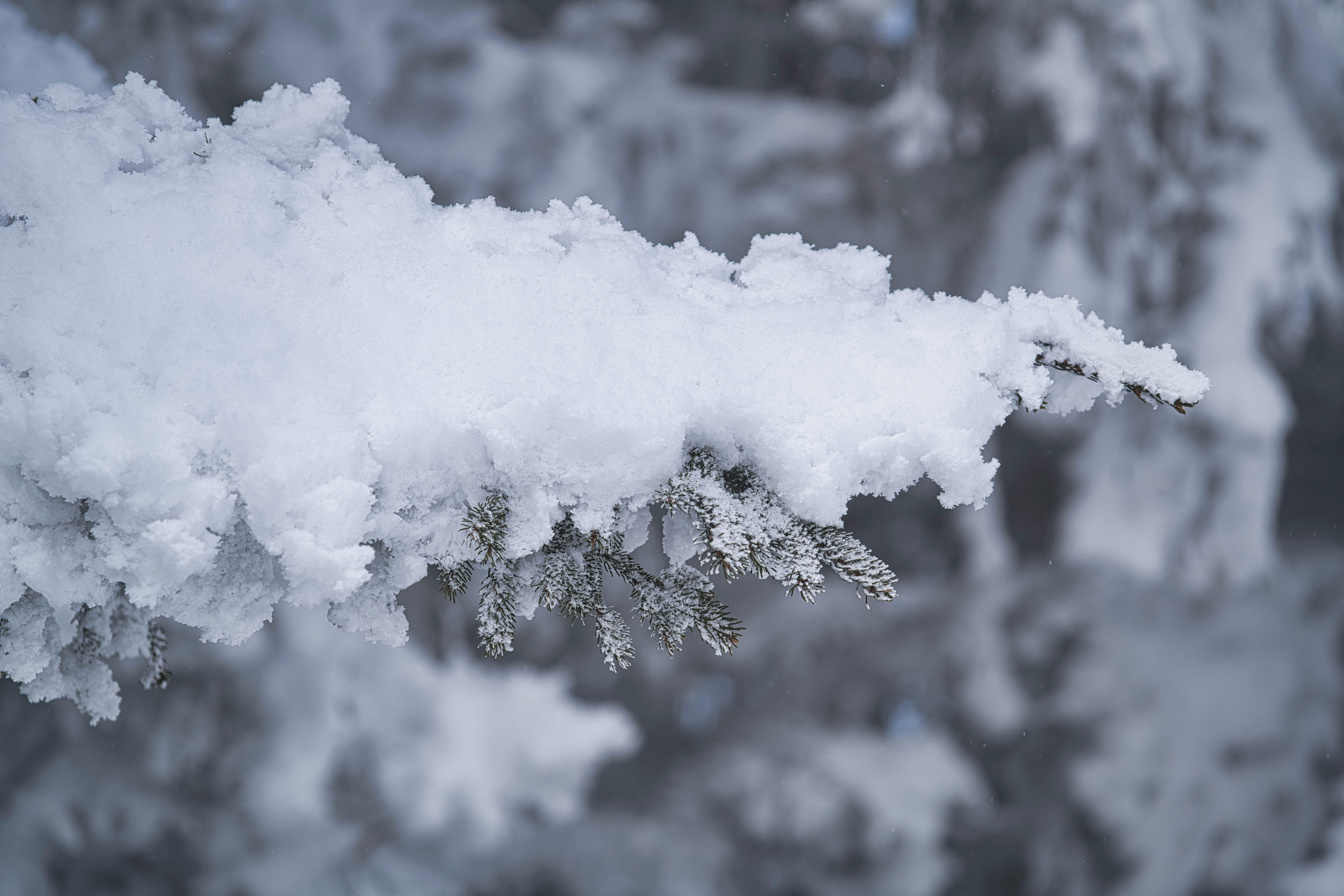 Fresh Snow