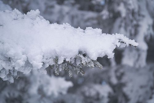 Free A detailed view of a pine branch heavily coated with fresh, fluffy snow during winter. Stock Photo