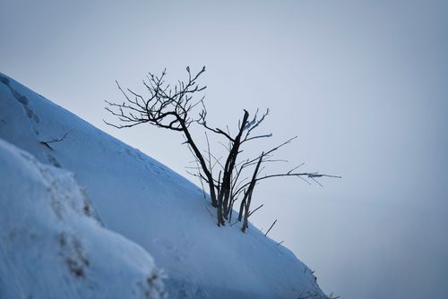 Free A lone tree stands resilient on a snowy mountain slope against a pale sky. Stock Photo