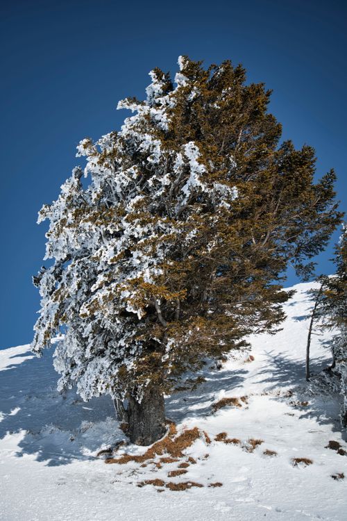 Free A solitary tree covered in snow stands on a sunlit snowy slope against a clear blue sky. Stock Photo