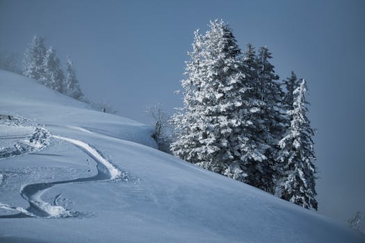 A serene winter scene featuring snow-covered evergreens on a mountain slope under a cloudy sky.