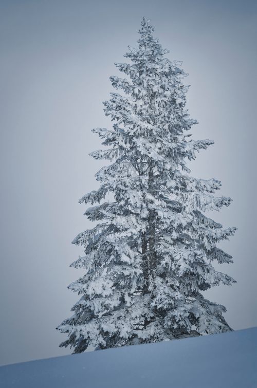 Free Single fir tree covered in snow, standing against a soft winter backdrop. Stock Photo