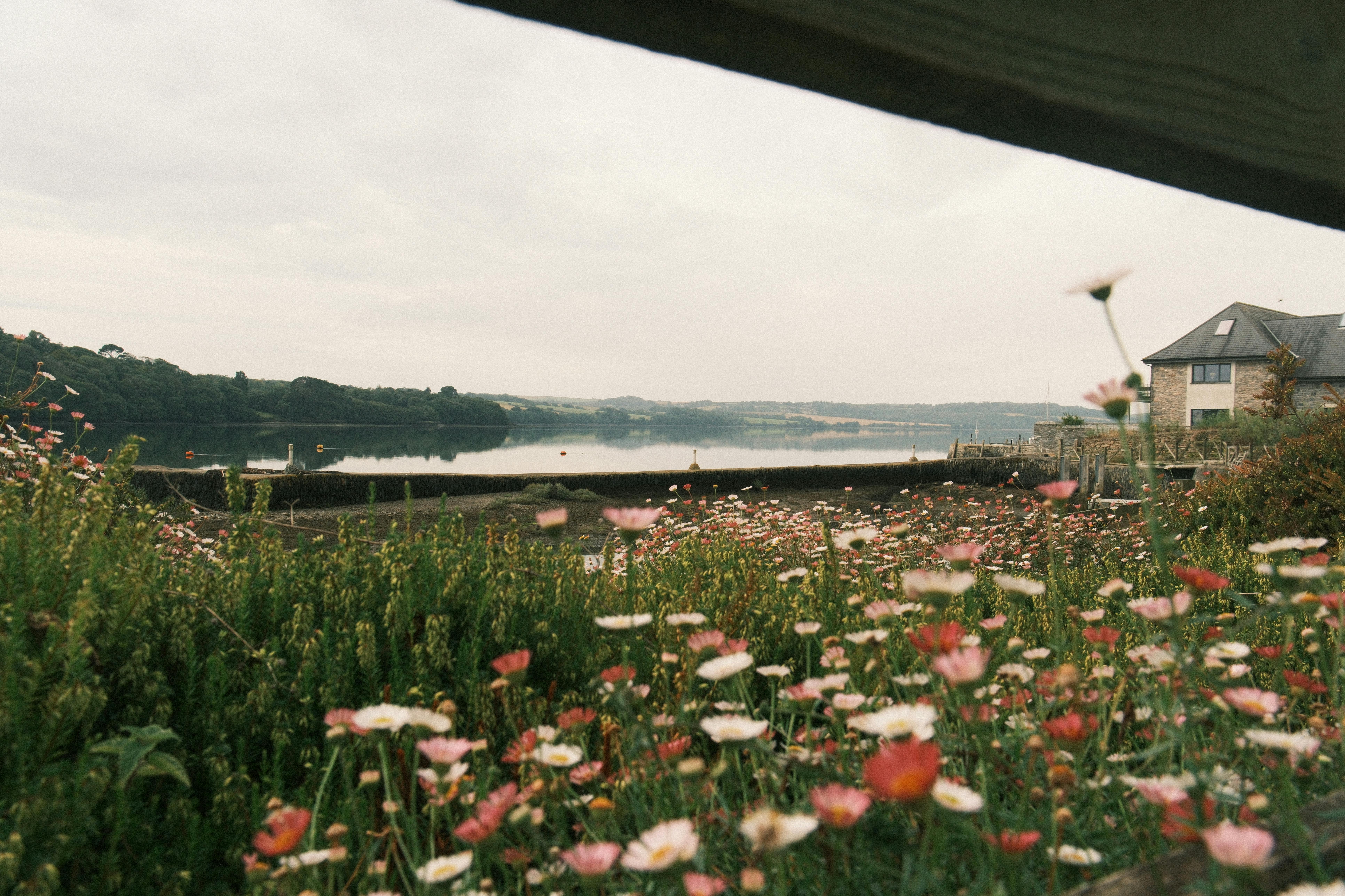 Discover a tranquil rural scene with wildflowers by a serene lakeshore in Saltash, England.